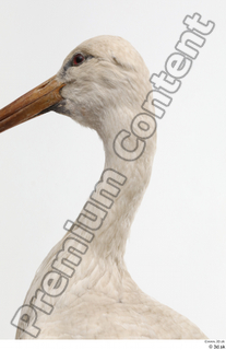 Black stork head neck 0006.jpg